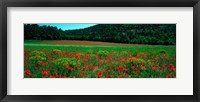 Poppies in a field, Provence-Alpes-Cote d'Azur, France Fine Art Print