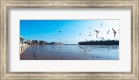 Flock of birds flying at Old Georgetown waterfront, Potomac River, Washington DC, USA Fine Art Print