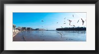 Flock of birds flying at Old Georgetown waterfront, Potomac River, Washington DC, USA Fine Art Print