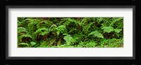 Ferns in front of Redwood trees, Redwood National Park, California, USA Fine Art Print