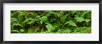 Ferns in front of Redwood trees, Redwood National Park, California, USA Fine Art Print