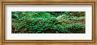 Clover and Ferns on downed Redwood tree, Brown's Creek Trail, Jedediah Smith Redwoods State Park, California, USA Fine Art Print