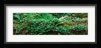 Clover and Ferns on downed Redwood tree, Brown's Creek Trail, Jedediah Smith Redwoods State Park, California, USA Fine Art Print