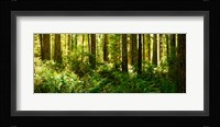 Ferns and Redwood trees in a forest, Redwood National Park, California, USA Fine Art Print