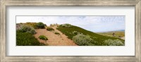 Sand dunes covered with iceplants, Manchester State Park, California Fine Art Print