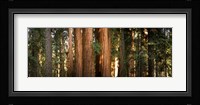 Redwood trees in a forest, Sequoia National Park, California, USA Fine Art Print