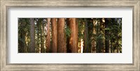 Redwood trees in a forest, Sequoia National Park, California, USA Fine Art Print