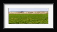 Harvested alfalfa field patterns, Oklahoma, USA Fine Art Print