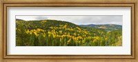 Aspen hillside in autumn, Sangre De Cristo Mountains, Angel Fire, New Mexico, USA Fine Art Print
