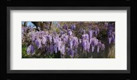 Wisteria flowers in bloom, Sonoma, California, USA Fine Art Print
