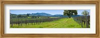 Vineyard in Sonoma Valley, California, USA Fine Art Print