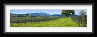 Vineyard in Sonoma Valley, California, USA Fine Art Print