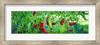 Santa Fe Grande Hot Peppers on bush Fine Art Print