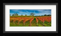 Autumn vineyard at Napa Valley, California, USA Fine Art Print