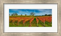 Autumn vineyard at Napa Valley, California, USA Fine Art Print