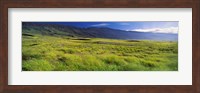 Grassland, Kula, Maui, Hawaii, USA Fine Art Print