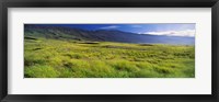 Grassland, Kula, Maui, Hawaii, USA Fine Art Print