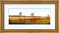 Amish farmer plowing a field, USA Fine Art Print