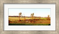 Amish farmer plowing a field, USA Fine Art Print