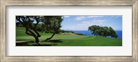 Trees on a golf course, The Manele Golf course, Lanai City, Hawaii, USA Fine Art Print