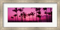 Silhouette of palm trees at dusk, Hawaii, USA Fine Art Print