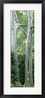 Trees in a forest, Hawaii, USA Fine Art Print