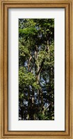 Low angle view of a tree, Hawaii, USA Fine Art Print
