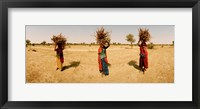 Women carrying firewood on their heads, India Fine Art Print