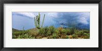 Cacti growing at Saguaro National Park, Tucson, Arizona Fine Art Print