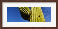 Low angle view of Saguaro cactus (Carnegiea gigantea), Saguaro National Park, Arizona, USA Fine Art Print