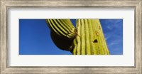 Low angle view of Saguaro cactus (Carnegiea gigantea), Saguaro National Park, Arizona, USA Fine Art Print