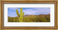 Cactus Field, Saguaro National Park, Arizona Fine Art Print