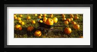 Wheelbarrow in Pumpkin Patch, Half Moon Bay, California, USA Fine Art Print
