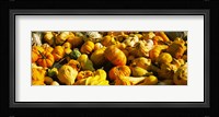 Pumpkins and gourds in a farm, Half Moon Bay, California, USA Fine Art Print