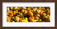 Pumpkins and gourds in a farm, Half Moon Bay, California, USA Fine Art Print