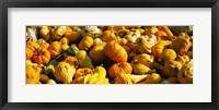 Pumpkins and gourds in a farm, Half Moon Bay, California, USA Fine Art Print