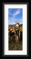 Scarecrow in Pumpkin Patch, Half Moon Bay, California (vertical) Fine Art Print