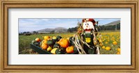 Scarecrow in Pumpkin Patch, Half Moon Bay, California (horizontal) Fine Art Print