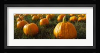 Close Up of Pumpkins in a  Field, Half Moon Bay, California Fine Art Print