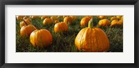 Close Up of Pumpkins in a  Field, Half Moon Bay, California Fine Art Print