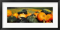 Pumpkin Field, Half Moon Bay, California Fine Art Print