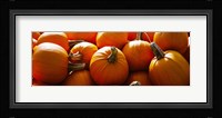 Pumpkins, Half Moon Bay, California, USA Fine Art Print