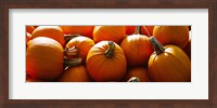 Pumpkins, Half Moon Bay, California, USA Fine Art Print