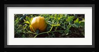 Pumpkin growing in a field, Half Moon Bay, California, USA Fine Art Print