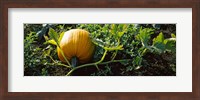 Pumpkin growing in a field, Half Moon Bay, California, USA Fine Art Print