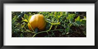 Pumpkin growing in a field, Half Moon Bay, California, USA Fine Art Print