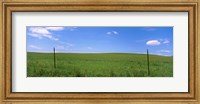 Barbed Wire fence in a field, San Rafael Valley, Arizona, USA Fine Art Print
