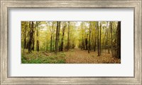 Trail through the forest of the Catskills in Kaaterskill Falls, New York State Fine Art Print
