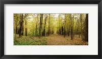 Trail through the forest of the Catskills in Kaaterskill Falls, New York State Fine Art Print