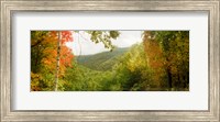Trees on mountain during autumn, Kaaterskill Falls area, Catskill Mountains, New York State Fine Art Print